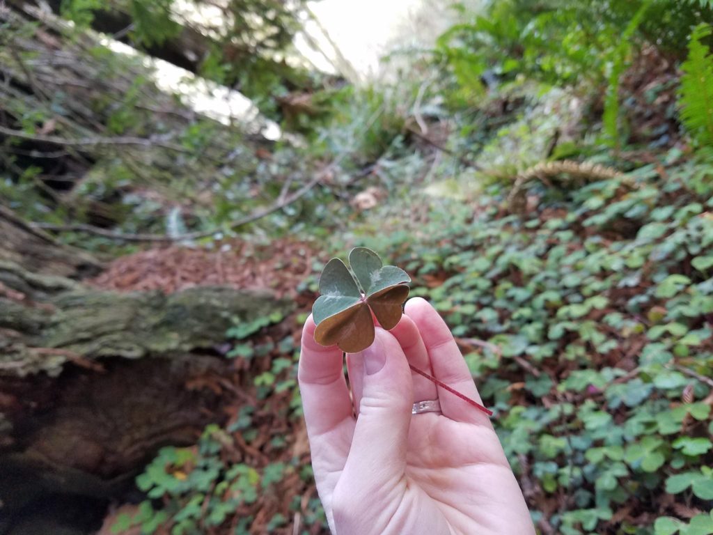 four-leaf clover, redwood sorrel, four-leaf redwood sorrel