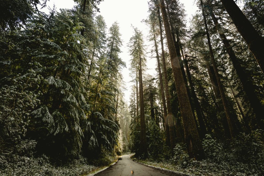 redwoods, road, road trip, redwood national park, tough choices, breast cancer